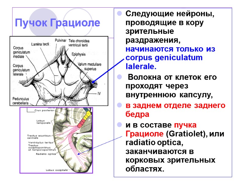 Пучок Грациоле Следующие нейроны, проводящие в кору зрительные раздражения, начинаются только из corpus geniculatum